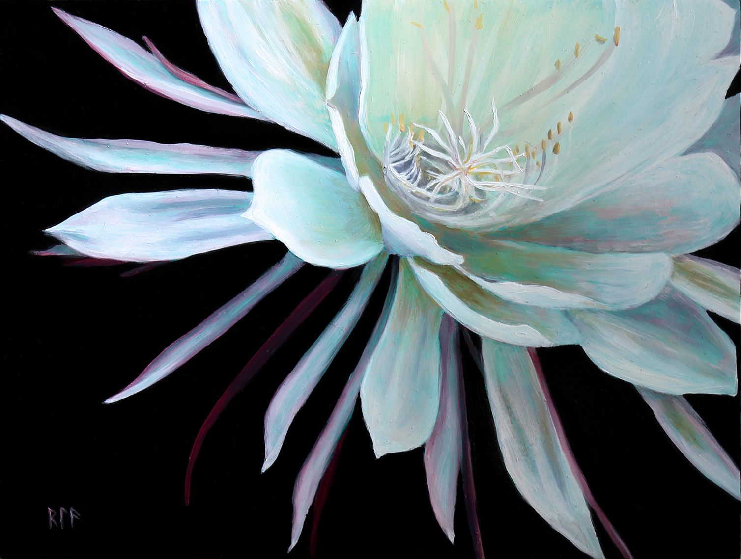 Night Flowers Queen Of The Night Small